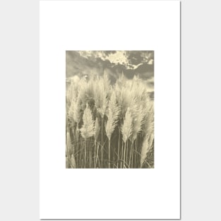 White Pampas Grass with dramatic sky above, nature sepia color photography Posters and Art